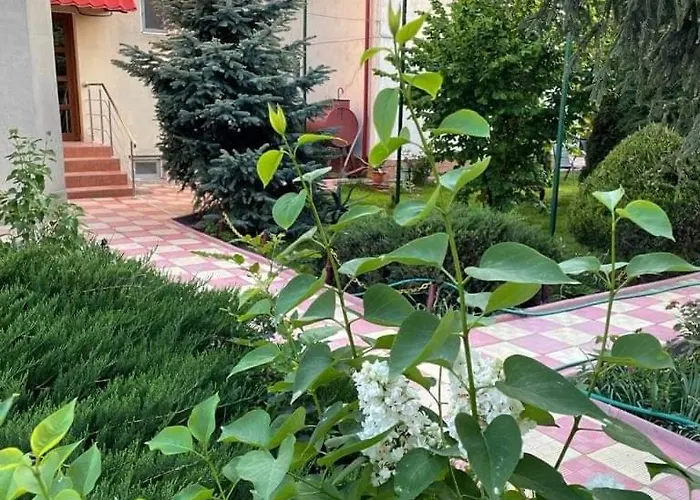 Negru Гостевой дом Костинешти